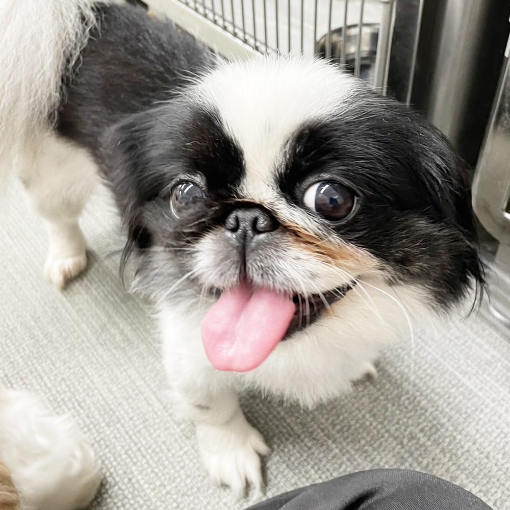☆生徒が撮影したモデル犬☆